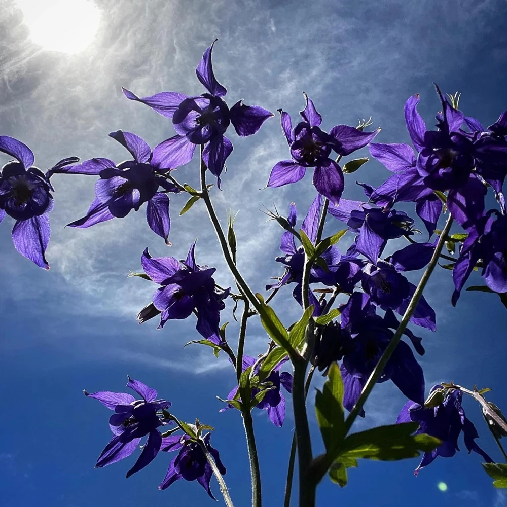 Aquilegia Alpine Columbine Seeds - Cold Hardy Perennial Flower - 25 Seeds - Image 4