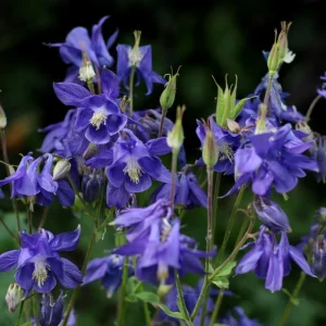 Aquilegia Alpine Columbine Seeds - Cold Hardy Perennial Flower - 25 Seeds - Image 5