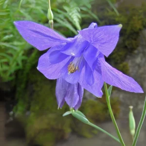 Aquilegia Alpine Columbine Seeds - Cold Hardy Perennial Flower - 25 Seeds - Image 6