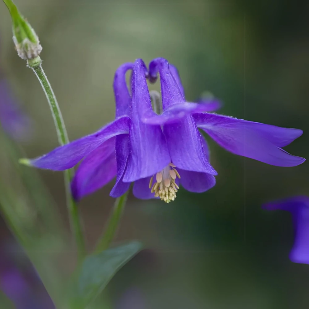 Aquilegia Alpine Columbine Seeds - Cold Hardy Perennial Flower - 25 Seeds - Image 7