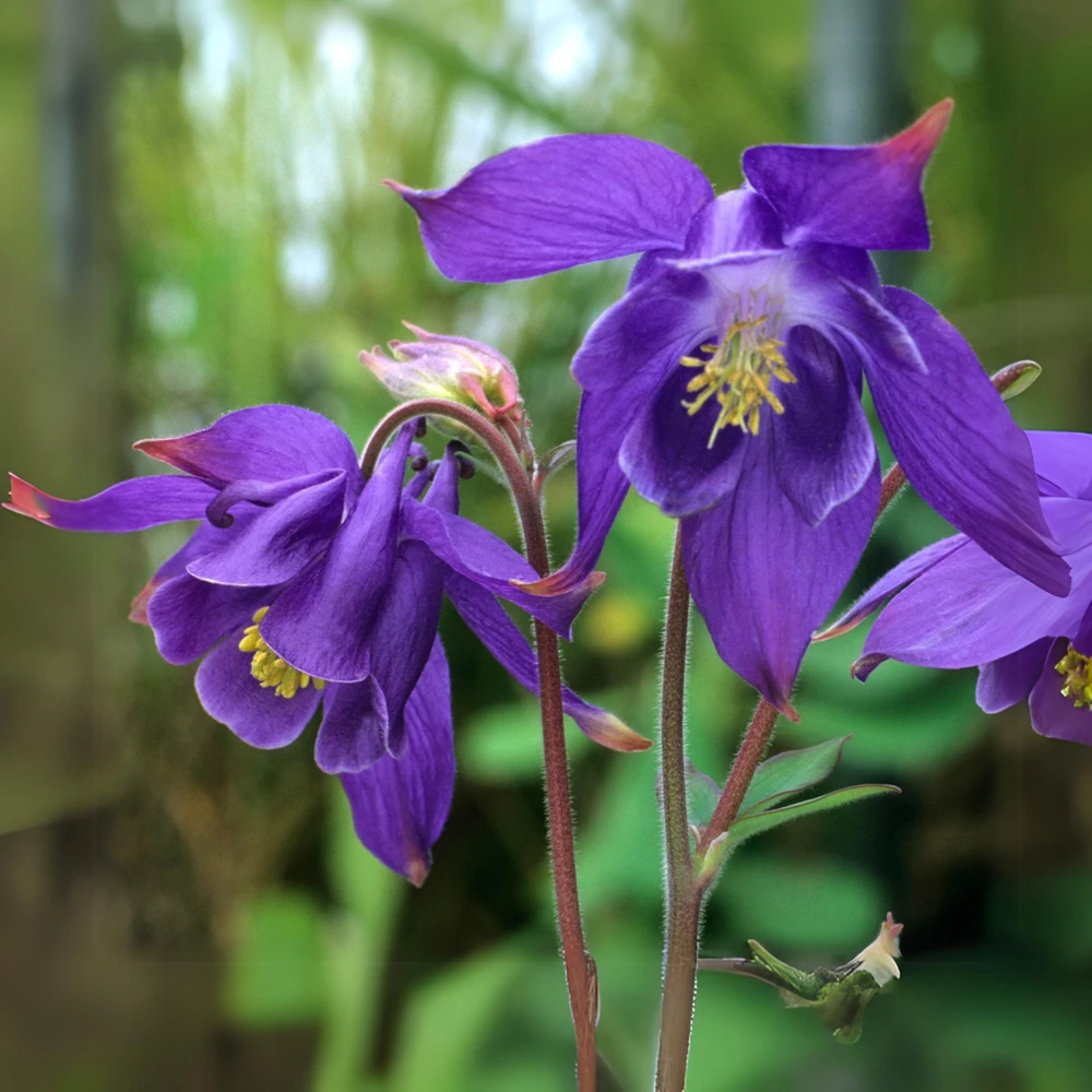 Aquilegia Alpine Columbine Seeds - Cold Hardy Perennial Flower - 25 Seeds - Image 8