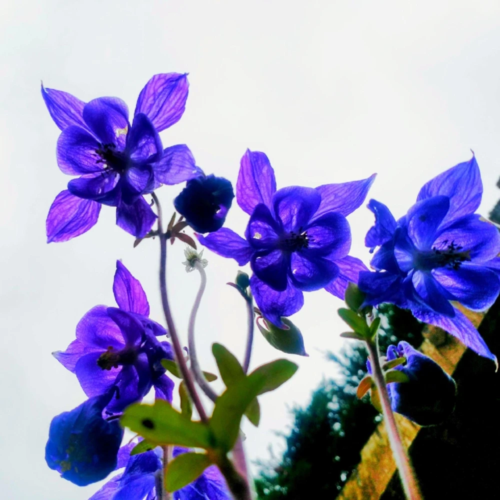 Aquilegia Alpine Columbine Seeds - Cold Hardy Perennial Flower - 25 Seeds - Image 9