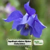 Aquilegia Alpine Columbine Seeds - Cold Hardy Perennial Flower - 25 Seeds - Image 1