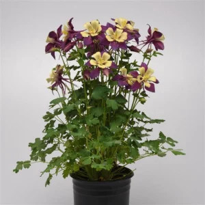 Aquilegia Earlybird Purple & Yellow Columbine Seeds - 25 Seeds - Image 10