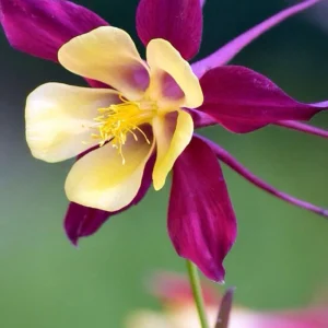 Aquilegia Earlybird Purple & Yellow Columbine Seeds - 25 Seeds - Image 11