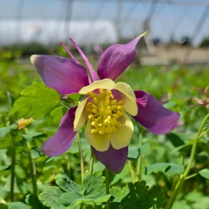 Aquilegia Earlybird Purple & Yellow Columbine Seeds - 25 Seeds - Image 12
