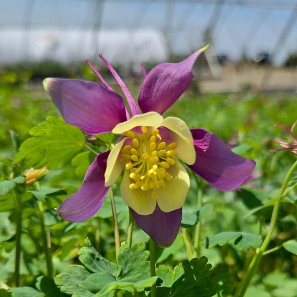 Aquilegia Earlybird Purple & Yellow Columbine Seeds - 25 Seeds - Image 12