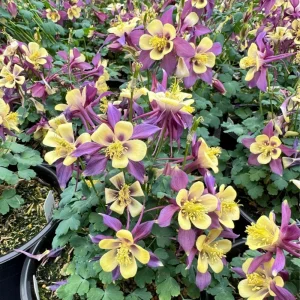 Aquilegia Earlybird Purple & Yellow Columbine Seeds - 25 Seeds - Image 13