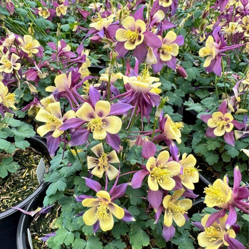 Aquilegia Earlybird Purple & Yellow Columbine Seeds - 25 Seeds - Image 13