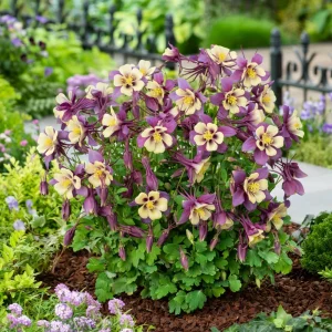 Aquilegia Earlybird Purple & Yellow Columbine Seeds - 25 Seeds - Image 2