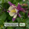 Aquilegia Earlybird Purple & Yellow Columbine Seeds - 25 Seeds - Image 1