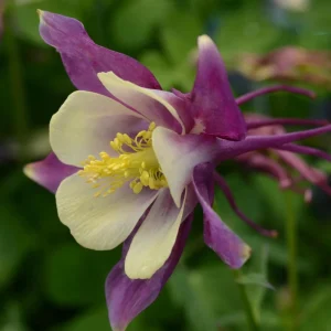 Aquilegia Earlybird Purple & Yellow Columbine Seeds - 25 Seeds - Image 3