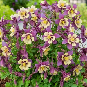 Aquilegia Earlybird Purple & Yellow Columbine Seeds - 25 Seeds - Image 4