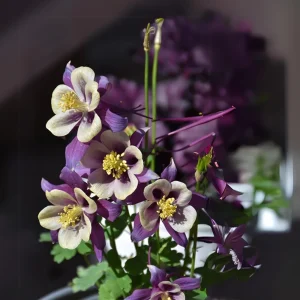 Aquilegia Earlybird Purple & Yellow Columbine Seeds - 25 Seeds - Image 5