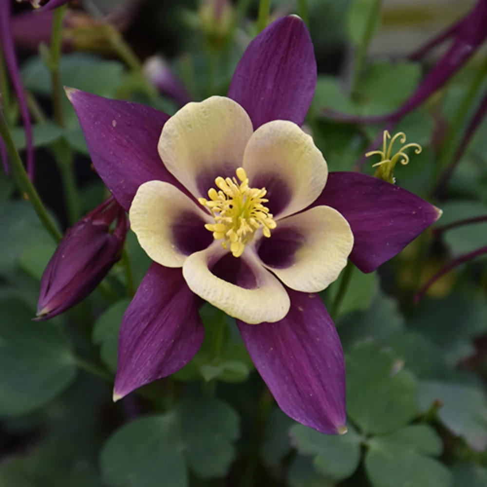 Aquilegia Earlybird Purple & Yellow Columbine Seeds - 25 Seeds - Image 6