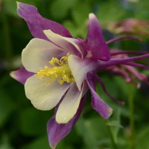 Aquilegia Earlybird Purple & Yellow Columbine Seeds - 25 Seeds - Image 7