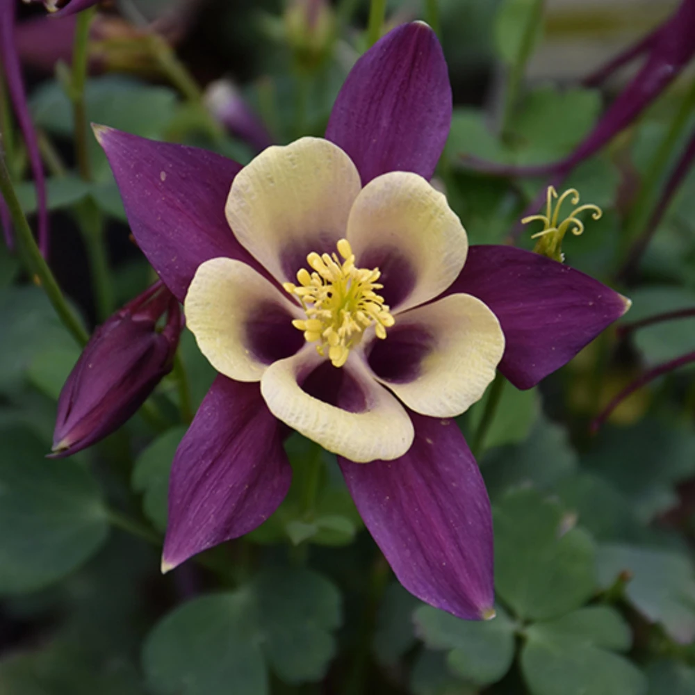 Aquilegia Earlybird Purple & Yellow Columbine Seeds - 25 Seeds - Image 8