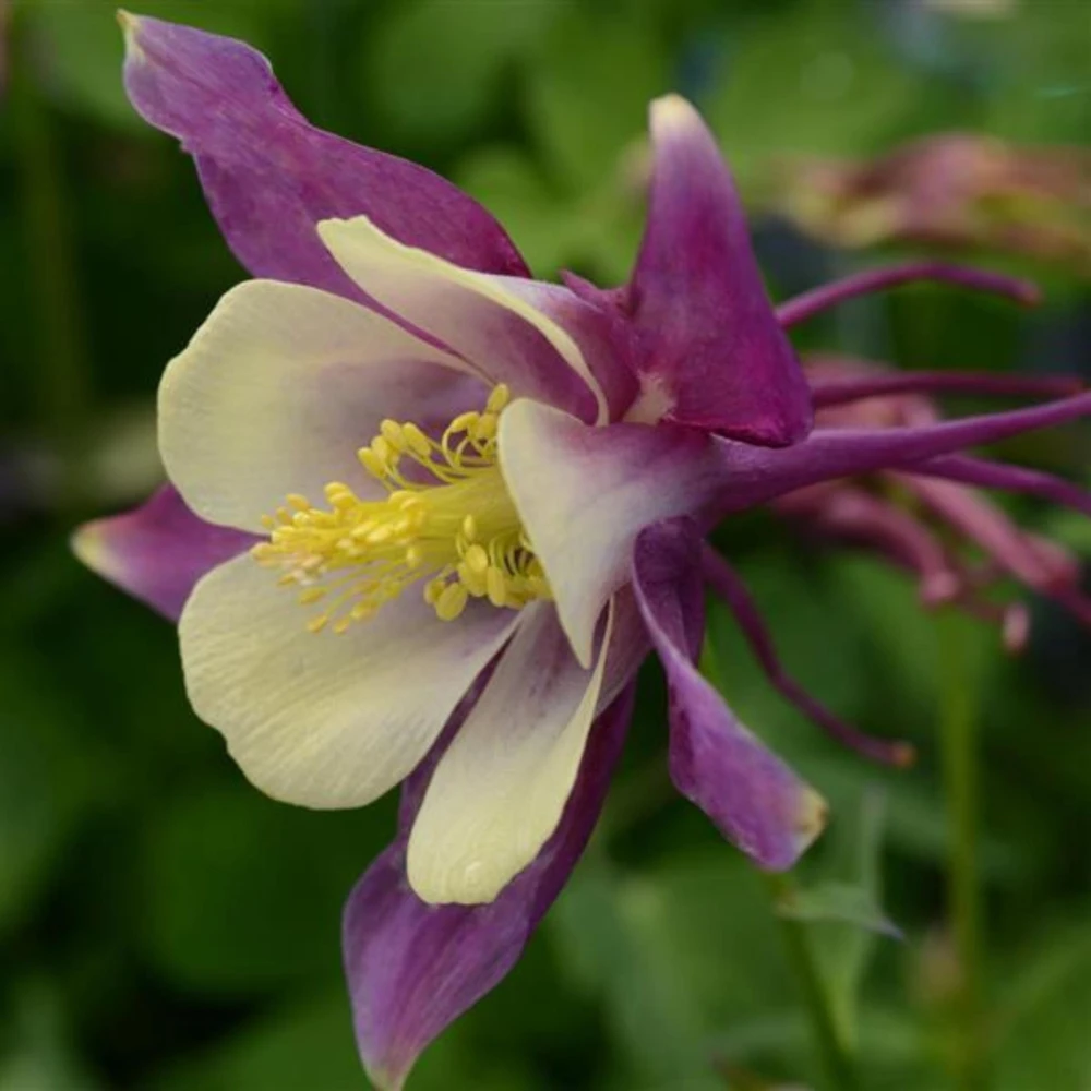 Aquilegia Earlybird Purple & Yellow Columbine Seeds - 25 Seeds - Image 9