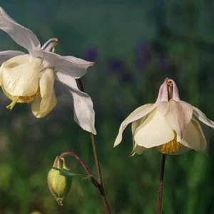 Aquilegia Fragrans Columbine Seeds - Fragrant Pale Yellow White Blooms - 25 Seeds - Image 10