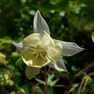 Aquilegia Fragrans Columbine Seeds - Fragrant Pale Yellow White Blooms - 25 Seeds - Image 11