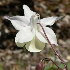 Aquilegia Fragrans Columbine Seeds - Fragrant Pale Yellow White Blooms - 25 Seeds - Image 12