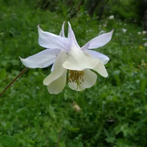 Aquilegia Fragrans Columbine Seeds - Fragrant Pale Yellow White Blooms - 25 Seeds - Image 13