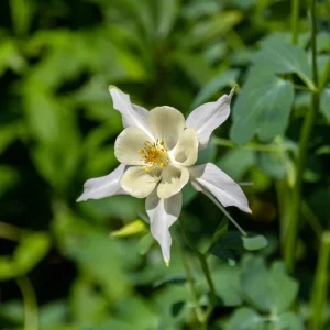 Aquilegia Fragrans Columbine Seeds - Fragrant Pale Yellow White Blooms - 25 Seeds - Image 14