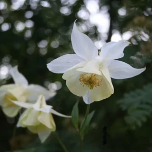 Aquilegia Fragrans Columbine Seeds - Fragrant Pale Yellow White Blooms - 25 Seeds - Image 15
