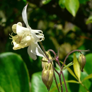Aquilegia Fragrans Columbine Seeds - Fragrant Pale Yellow White Blooms - 25 Seeds - Image 16