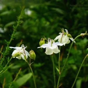 Aquilegia Fragrans Columbine Seeds - Fragrant Pale Yellow White Blooms - 25 Seeds - Image 17