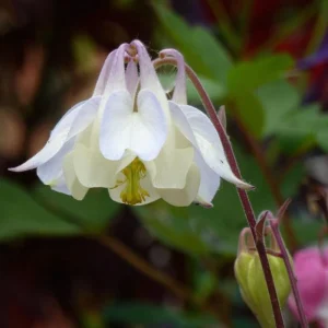 Aquilegia Fragrans Columbine Seeds - Fragrant Pale Yellow White Blooms - 25 Seeds - Image 18