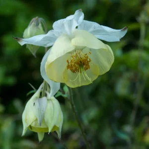 Aquilegia Fragrans Columbine Seeds - Fragrant Pale Yellow White Blooms - 25 Seeds - Image 2