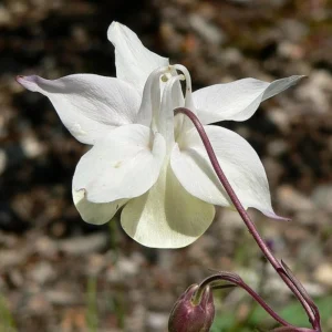 Aquilegia Fragrans Columbine Seeds - Fragrant Pale Yellow White Blooms - 25 Seeds - Image 3