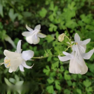 Aquilegia Fragrans Columbine Seeds - Fragrant Pale Yellow White Blooms - 25 Seeds - Image 4