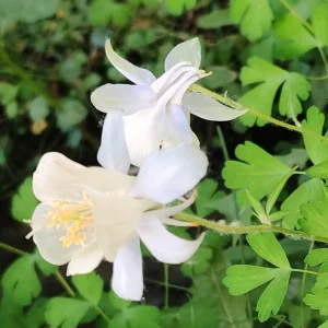 Aquilegia Fragrans Columbine Seeds - Fragrant Pale Yellow White Blooms - 25 Seeds - Image 5