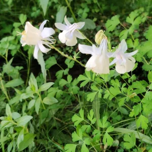Aquilegia Fragrans Columbine Seeds - Fragrant Pale Yellow White Blooms - 25 Seeds - Image 6