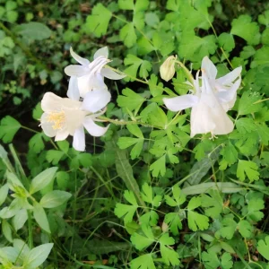 Aquilegia Fragrans Columbine Seeds - Fragrant Pale Yellow White Blooms - 25 Seeds - Image 7