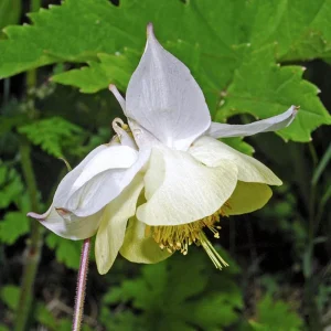 Aquilegia Fragrans Columbine Seeds - Fragrant Pale Yellow White Blooms - 25 Seeds - Image 8