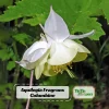 Aquilegia Fragrans Columbine Seeds - Fragrant Pale Yellow White Blooms - 25 Seeds - Image 1