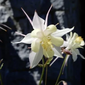 Aquilegia Fragrans Columbine Seeds - Fragrant Pale Yellow White Blooms - 25 Seeds - Image 9