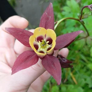 Aquilegia oxysepala Oriental Columbine Seeds – 25 Seeds – Red & Yellow Nodding Blooms – Perennial - Image 10