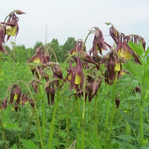 Aquilegia oxysepala Oriental Columbine Seeds – 25 Seeds – Red & Yellow Nodding Blooms – Perennial - Image 11