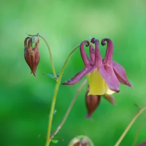 Aquilegia oxysepala Oriental Columbine Seeds – 25 Seeds – Red & Yellow Nodding Blooms – Perennial - Image 12