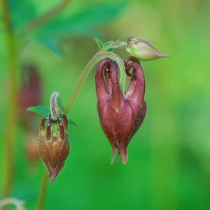 Aquilegia oxysepala Oriental Columbine Seeds – 25 Seeds – Red & Yellow Nodding Blooms – Perennial - Image 13