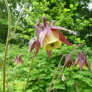Aquilegia oxysepala Oriental Columbine Seeds – 25 Seeds – Red & Yellow Nodding Blooms – Perennial - Image 15