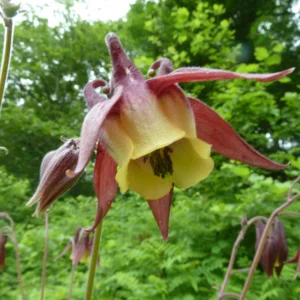 Aquilegia oxysepala Oriental Columbine Seeds – 25 Seeds – Red & Yellow Nodding Blooms – Perennial - Image 16