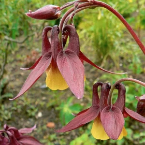 Aquilegia oxysepala Oriental Columbine Seeds – 25 Seeds – Red & Yellow Nodding Blooms – Perennial - Image 2