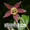 Aquilegia oxysepala Oriental Columbine Seeds – 25 Seeds – Red & Yellow Nodding Blooms – Perennial - Image 1