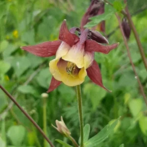 Aquilegia oxysepala Oriental Columbine Seeds – 25 Seeds – Red & Yellow Nodding Blooms – Perennial - Image 3