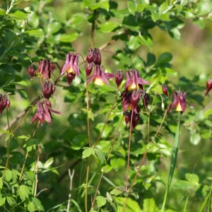 Aquilegia oxysepala Oriental Columbine Seeds – 25 Seeds – Red & Yellow Nodding Blooms – Perennial - Image 4